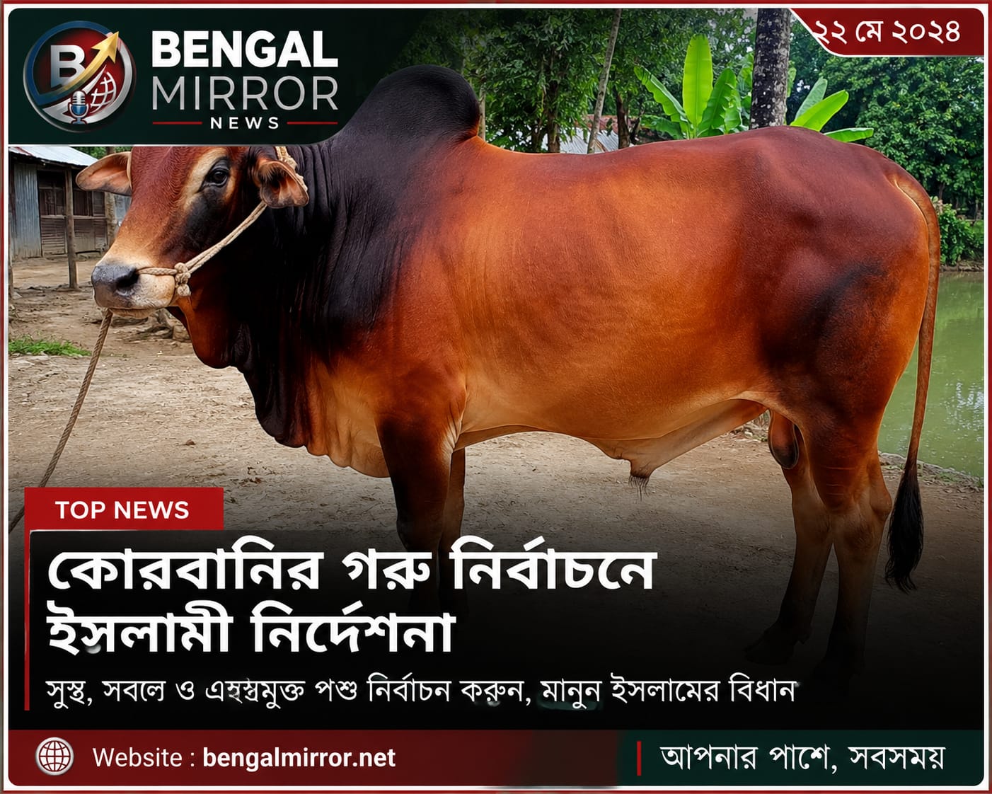 Qurbani Cow